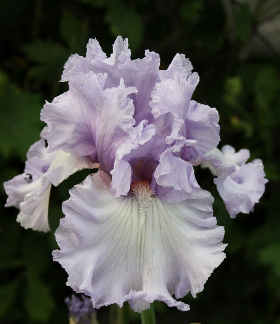 Vilkdalgis (Iris) 'Royal Sterling'